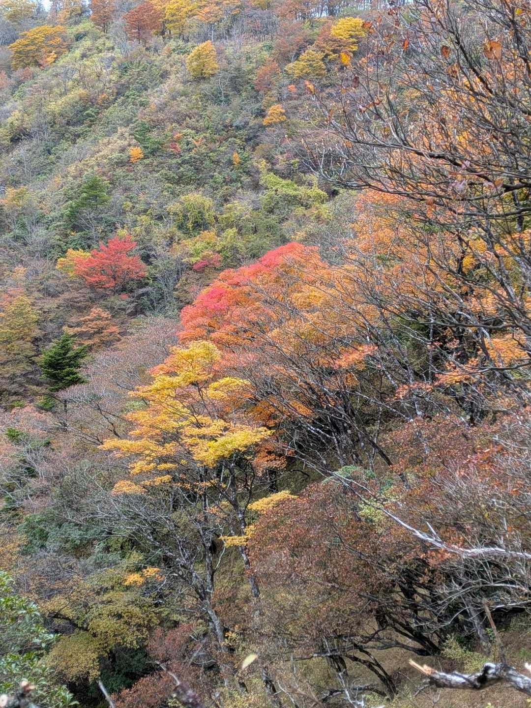大倉バス停-後沢乗越-鍋割山-小丸 往復コースの写真