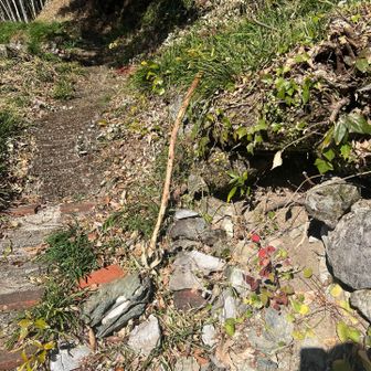 この山行を支えてくれた天然杖😊また誰かの支えになりますように🙏登山口に置いてきました