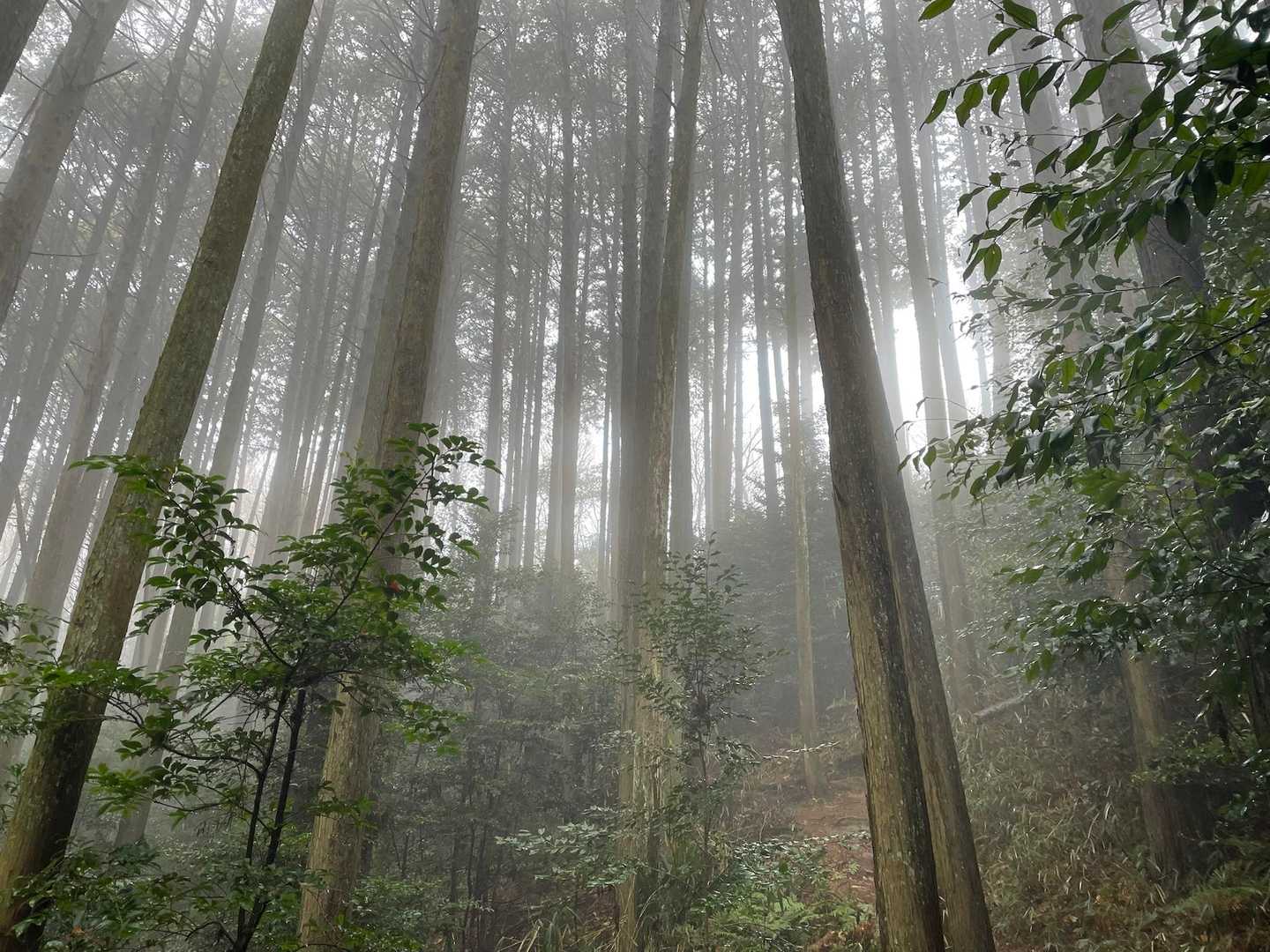 ちょっと霞がかって神秘的