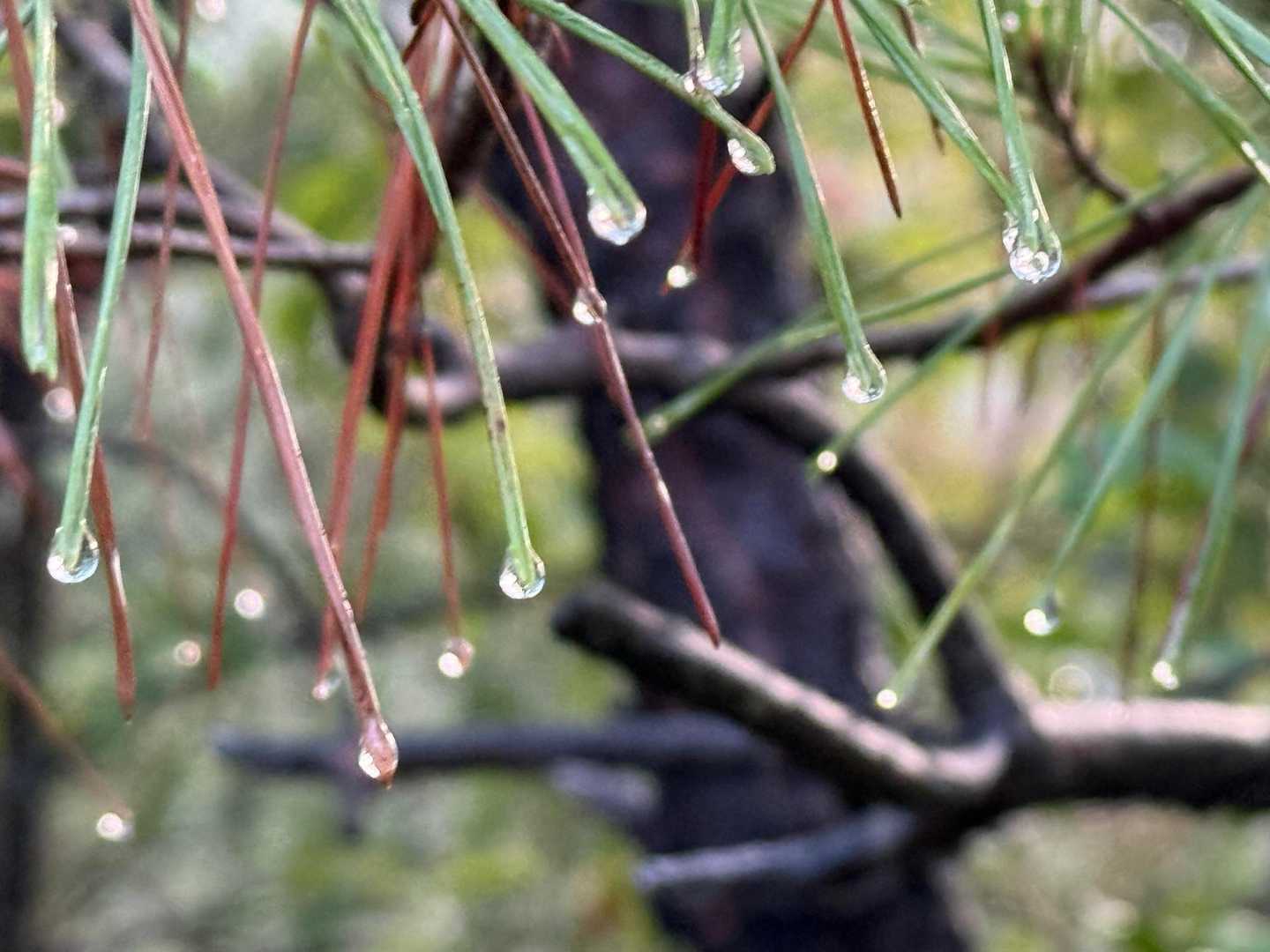                                     雫💧✨