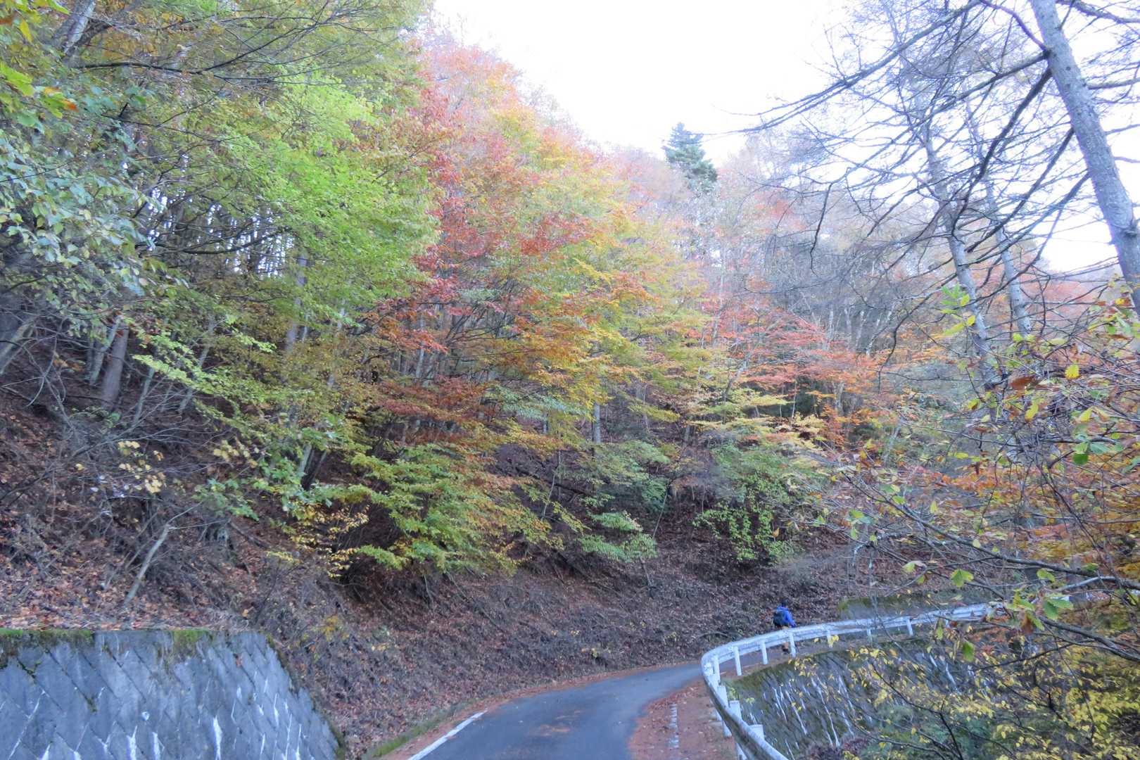 紅葉が綺麗な舗装路をしばらく歩きます🍁✨