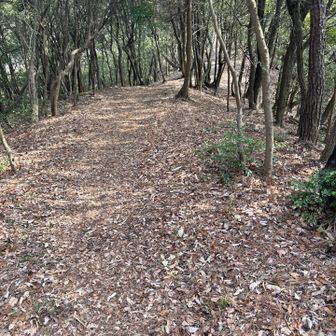 綺麗に整備された登山道です😊