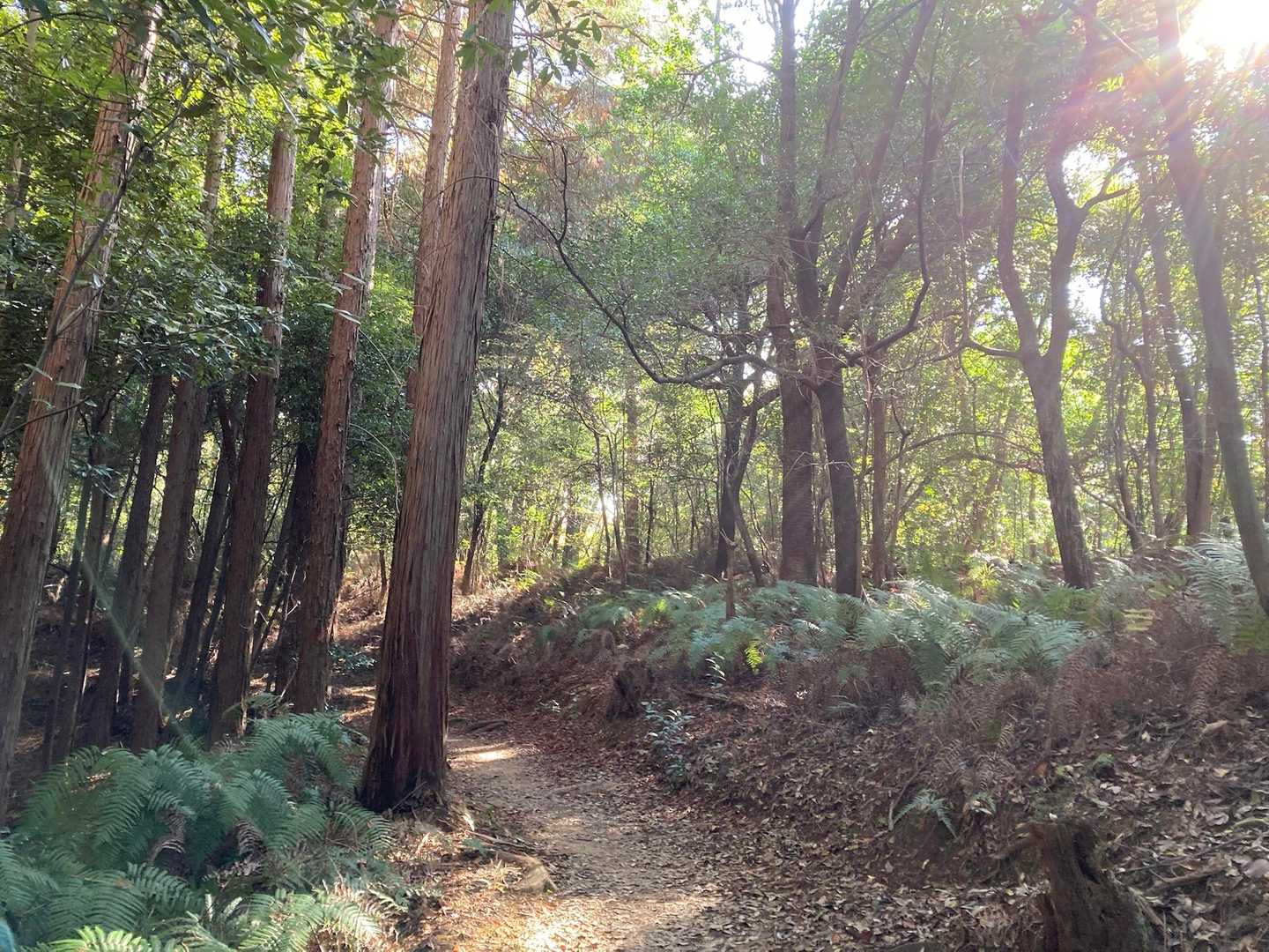 "阿弥陀ヶ峰" 森にはシダが広がっていた