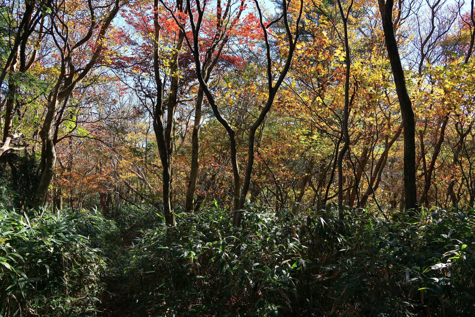 瓢ヶ岳 周回コースの写真