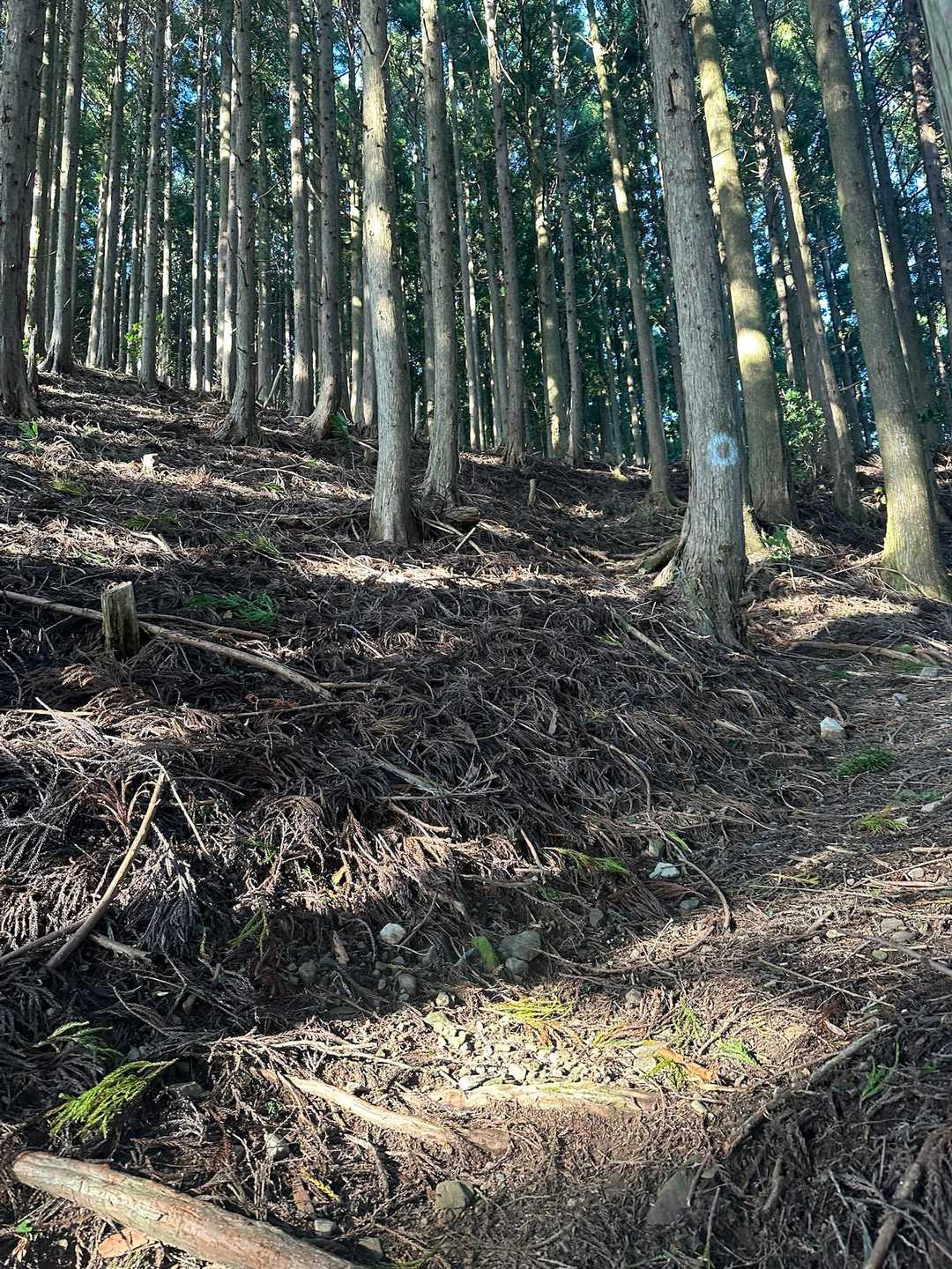 大森山までの登山道