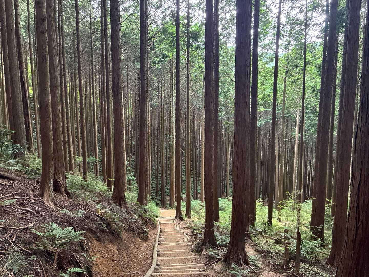 水越峠-金剛山-金剛山葛木神社 周回コースの写真