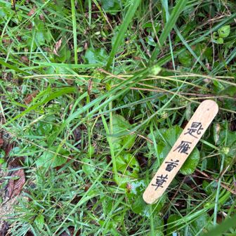 サジガンクビソウと読むらしい…