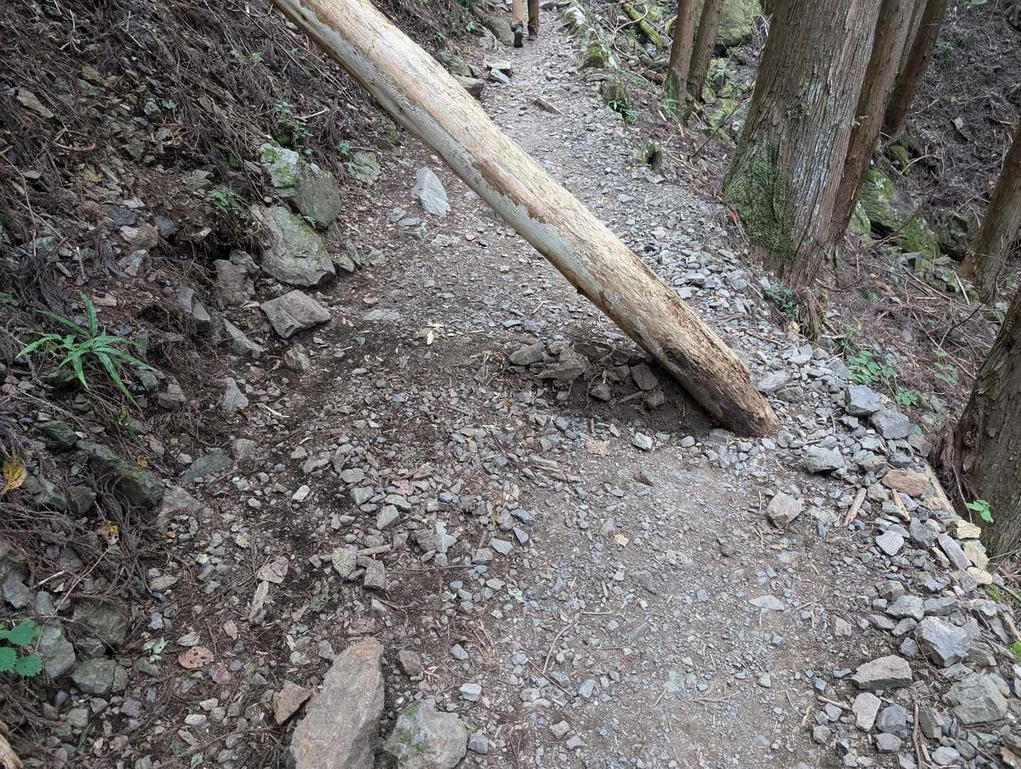 基本的に道はとても整備されていますが、たまにこのように倒木があります。とは言っても簡単に避けられるので別に問題はないです。