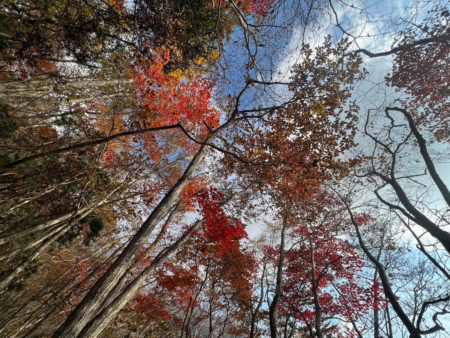 麓登山口-毛無山 往復コースの写真