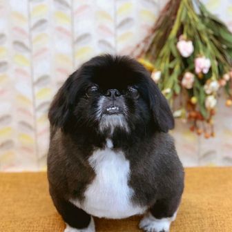 おこりんぼう