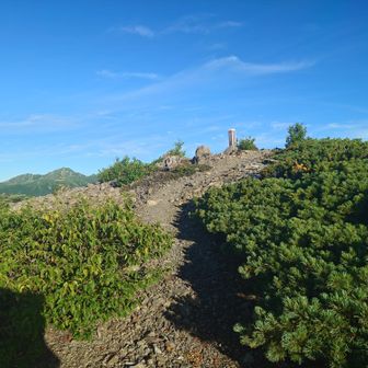 北峰は山頂付近だけ高山帯。