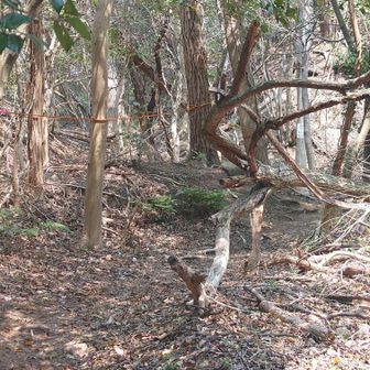 ここらへんで町内放送があり
おばあちゃんが行方不明の放送がありました。🥺
無事であります様に