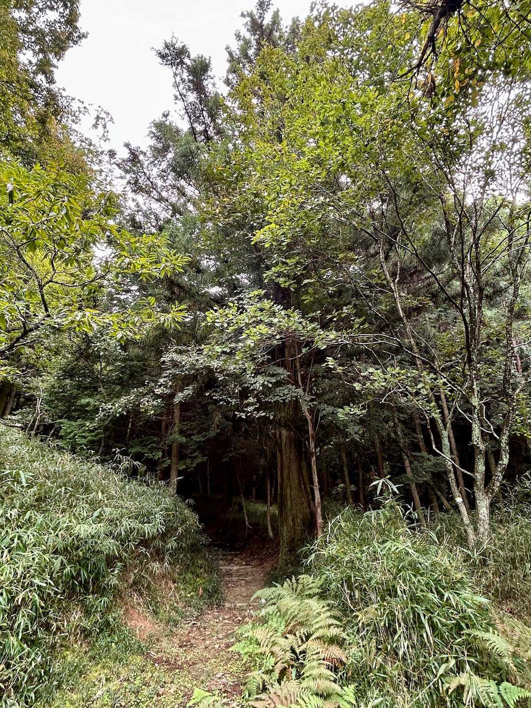 ここからようやく山道