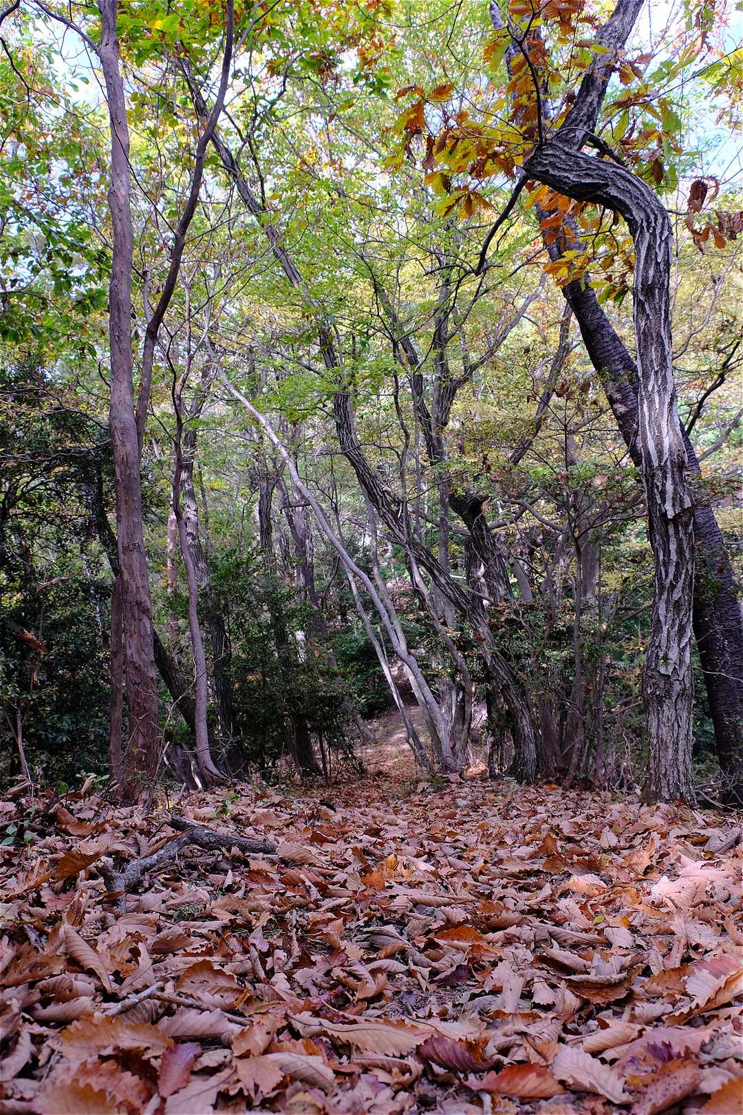 落ち葉を踏み締めての静かな山行！🍂
出会った方はたったのお一人でした。