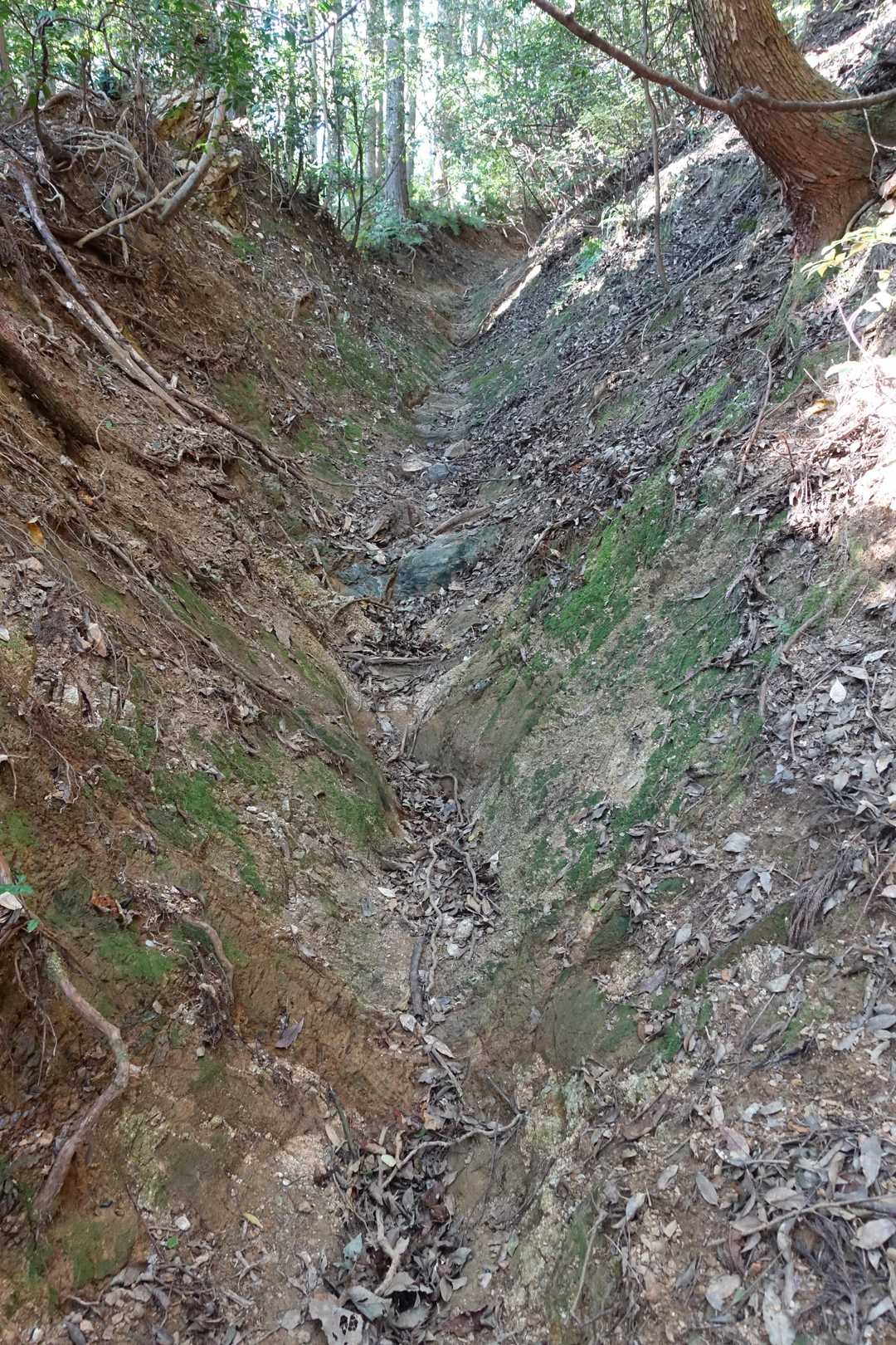 栗の木登山口-作礼山 往復コースの写真