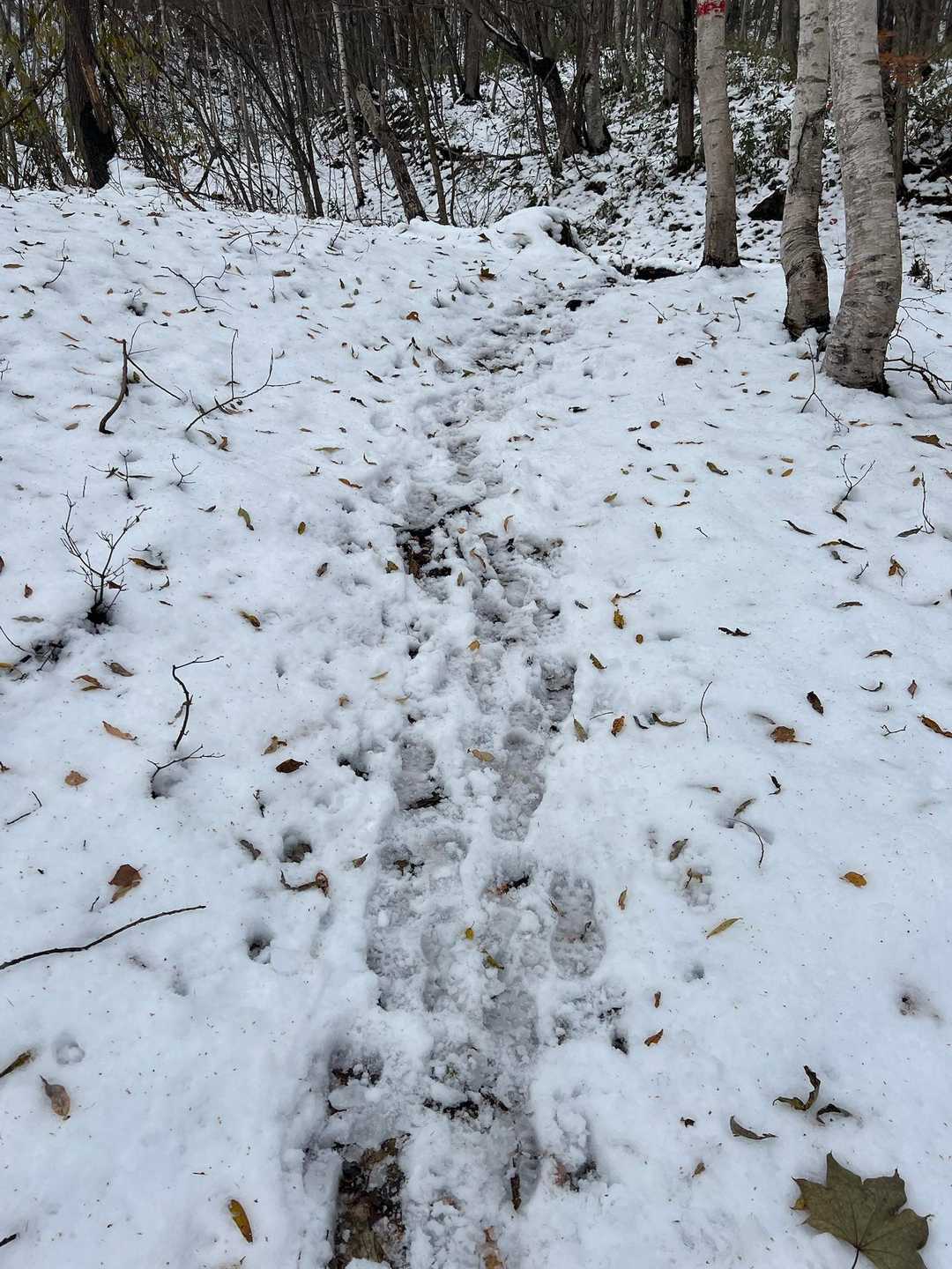 雪はこんな感じ❄️
昼くらいには解けていました