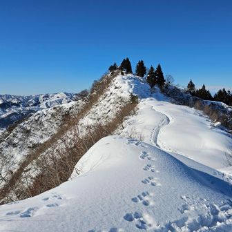 坂戸山振り返って
この足跡はウサギかな🐇