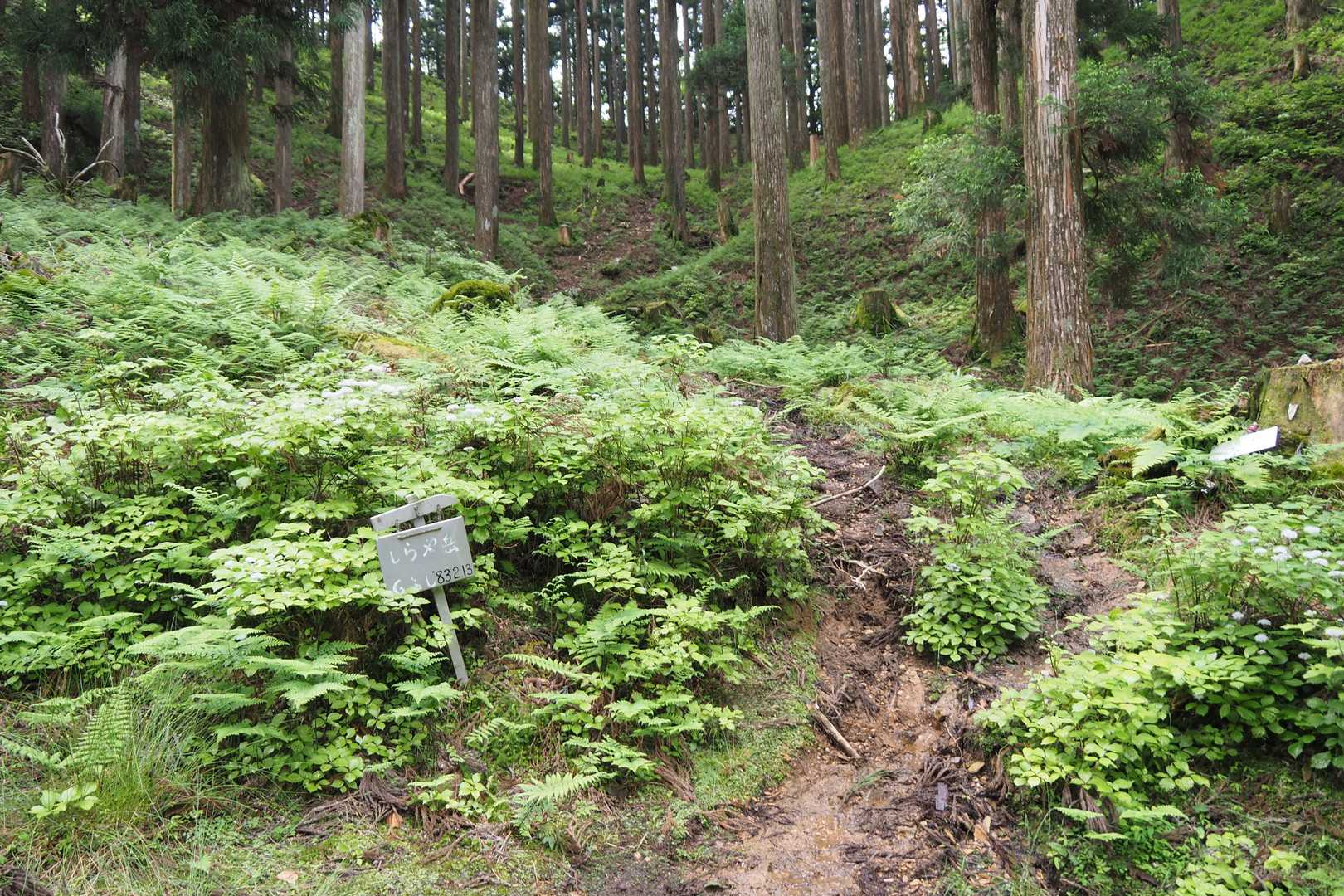 林道をそれて山道へ