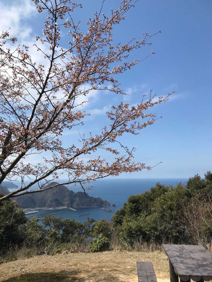 山頂🙌　山頂桜はまだもう少し