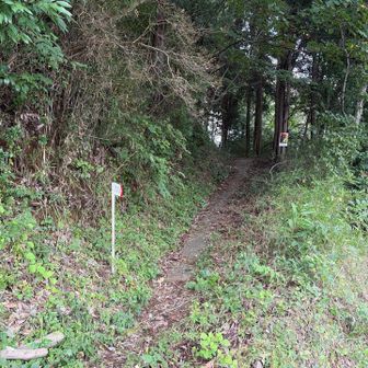 虎丸山から八重山ハイキングコース登山口に降りてきました