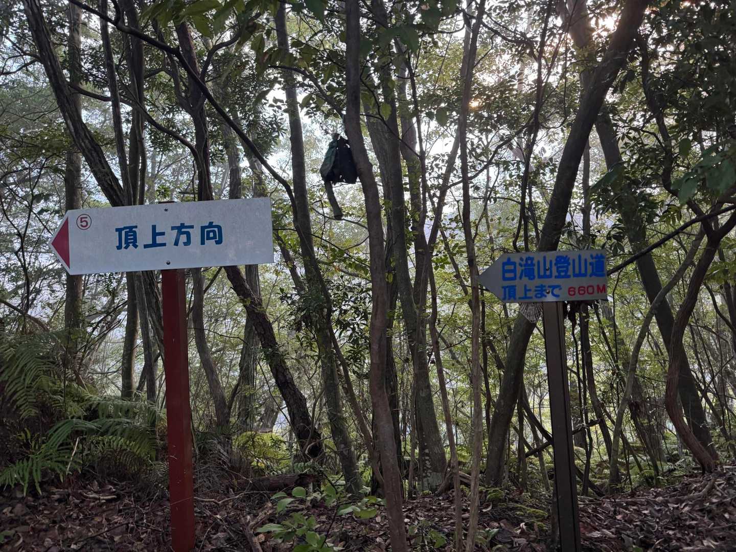 森の中は無風でゆっくり歩いても汗は出る💦