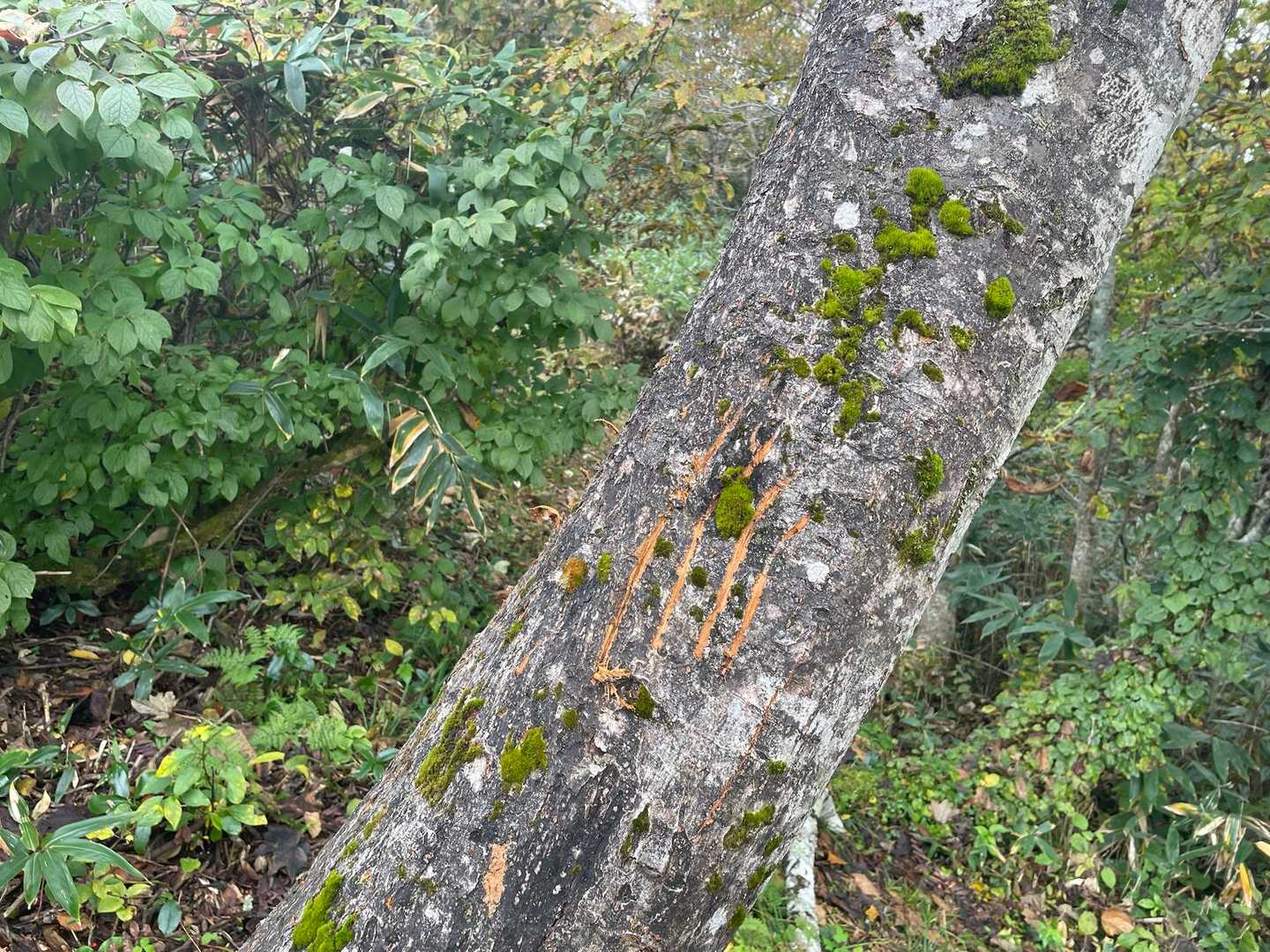 これは…꜄꜆
いらっしゃってましたね˙Ⱉ˙
まだ新しめな感じ