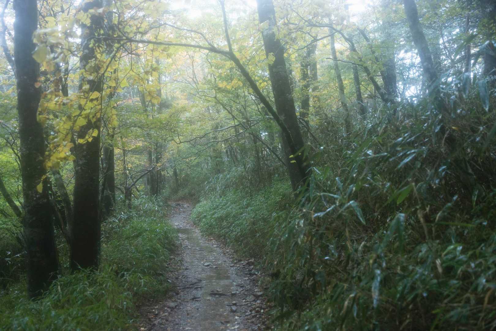 大台ヶ原山-大台ヶ原バス停 縦走コースの写真