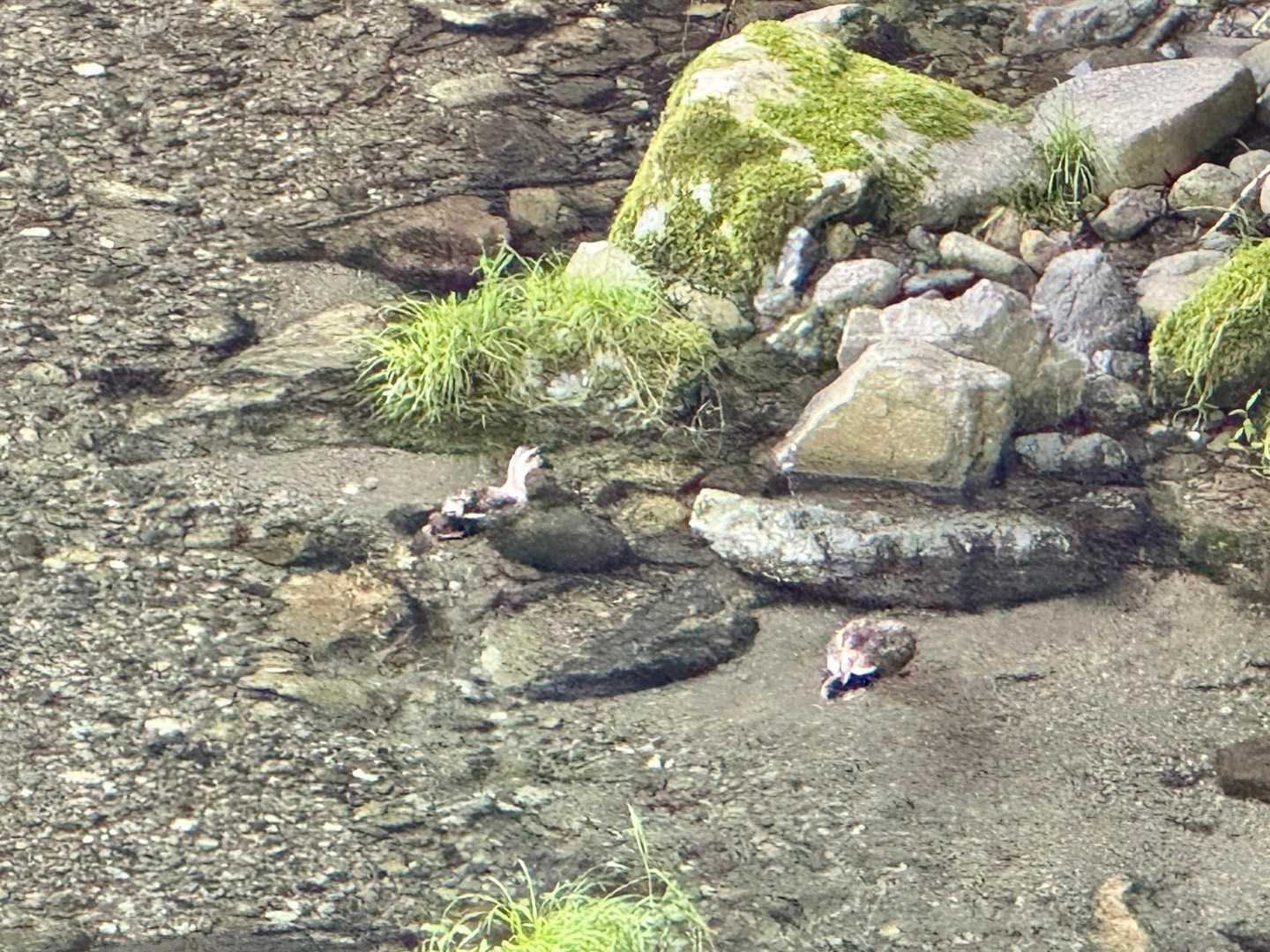 川に🦆がいるね😃