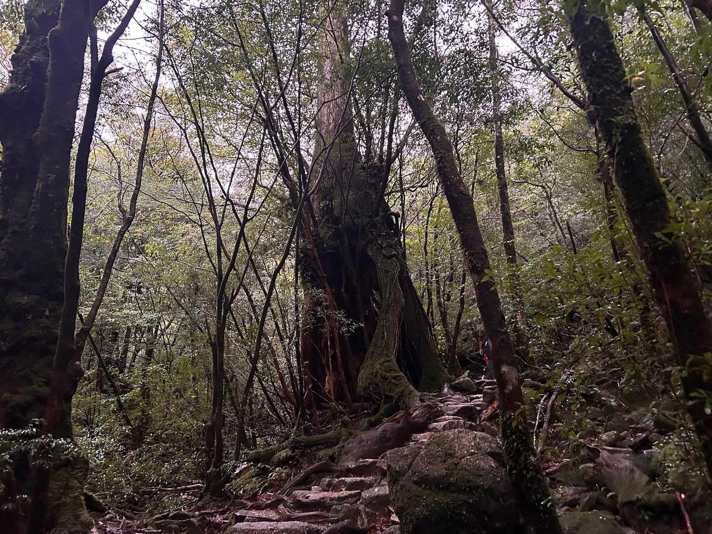 ここから登り道