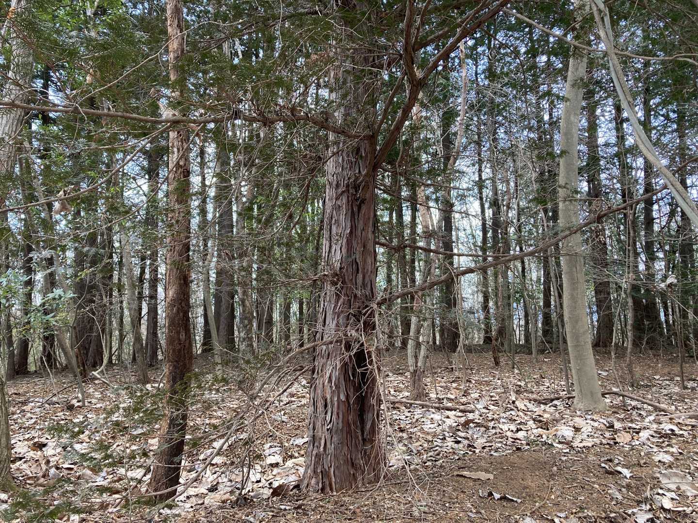 この辺