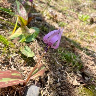 カタクリ発見💡
こんなところに、、健気すぎる