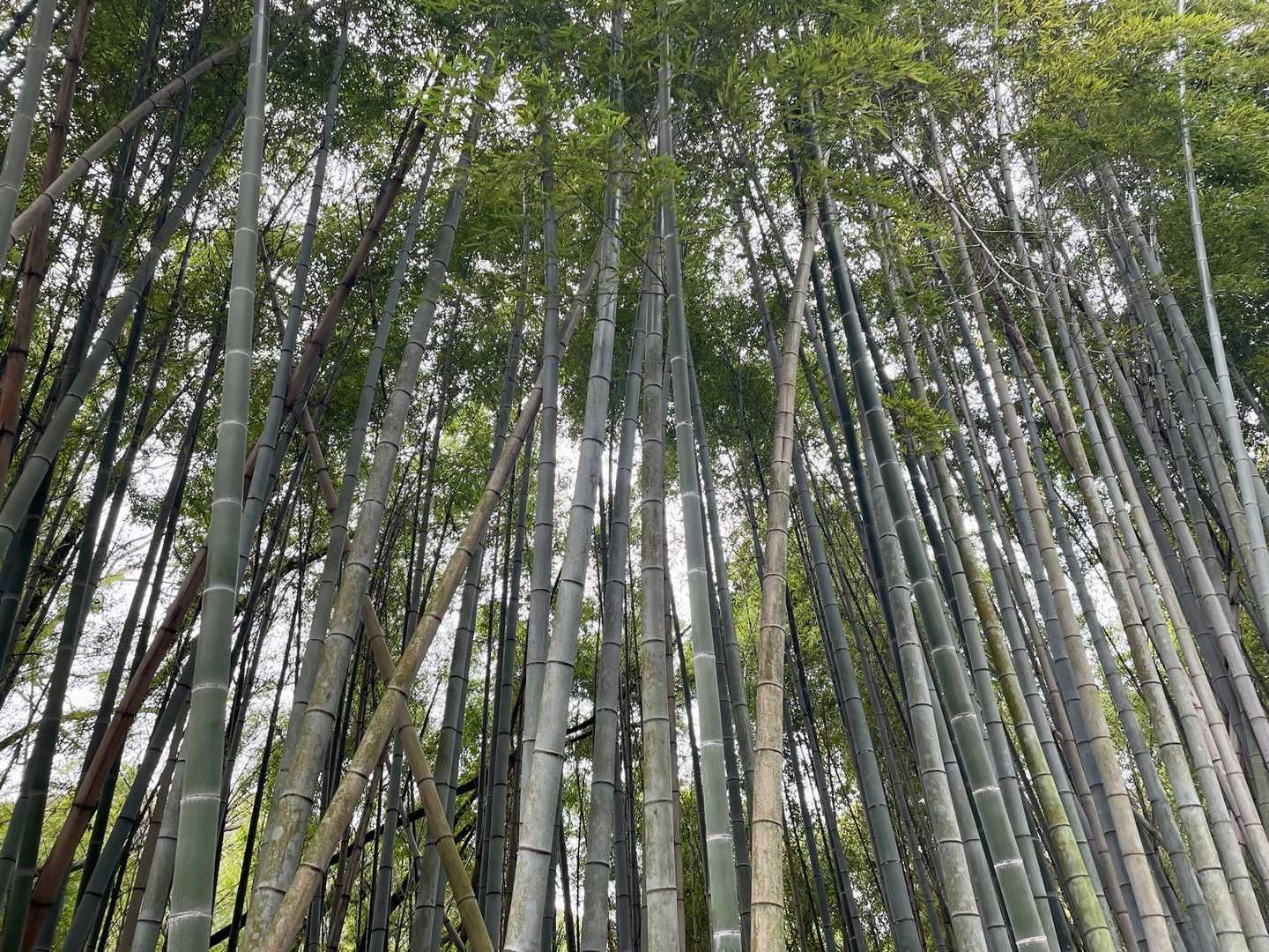 ザ・京都って感じ🎋✨