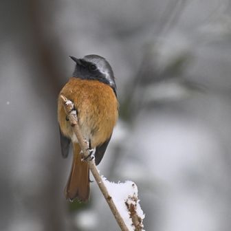 本当はジョウビタキを右に寄せたいんだけど…