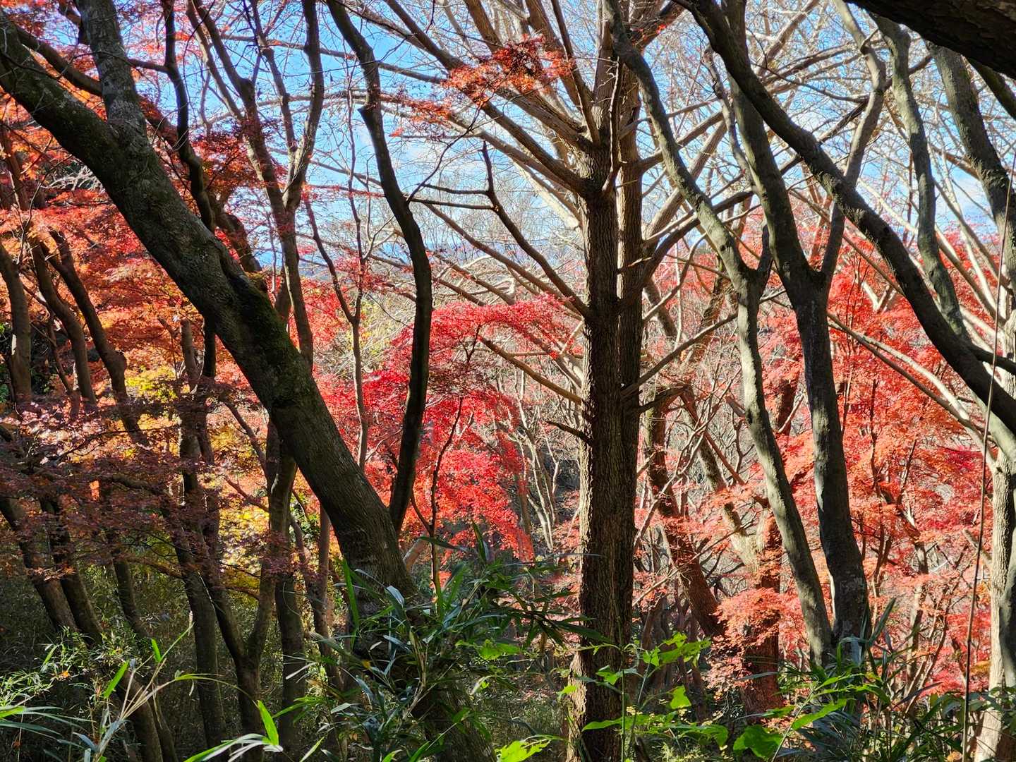 ほとんど落葉🍂した中、わずかに残る紅葉🍁。これも風情