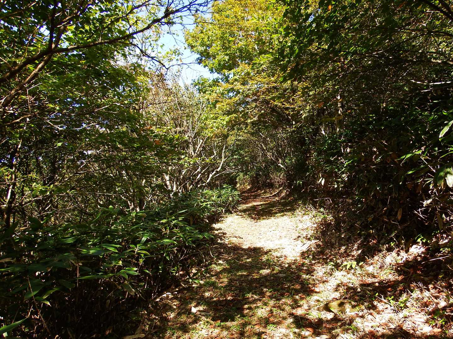 池の段からみたすばらしい竜王山の稜線の道を歩くが、こちらからは展望なし