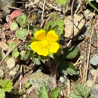 ミツバツチグリ