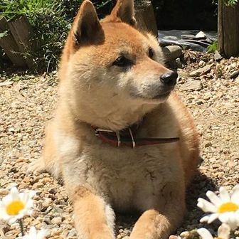 久留米のハイジ