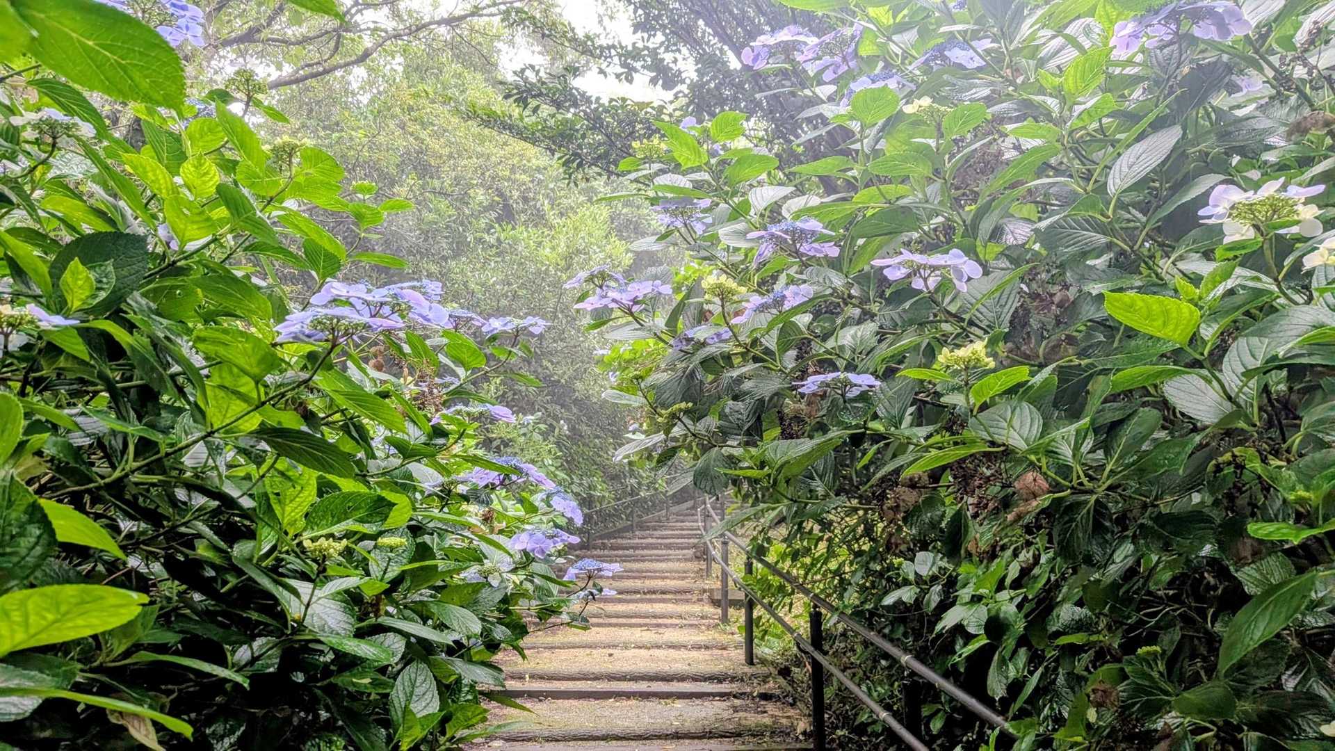 紫陽花ロード