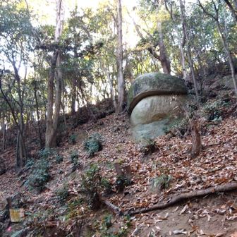 出たーカエル🐸ちゃん