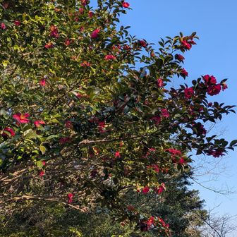 いっぱい咲いてた🌸