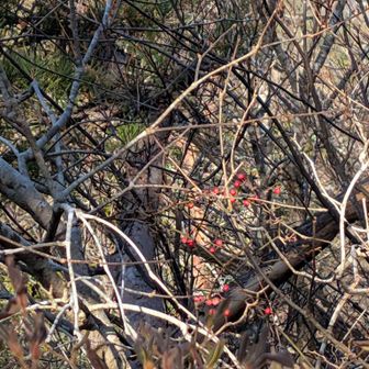 あちこちに赤い実