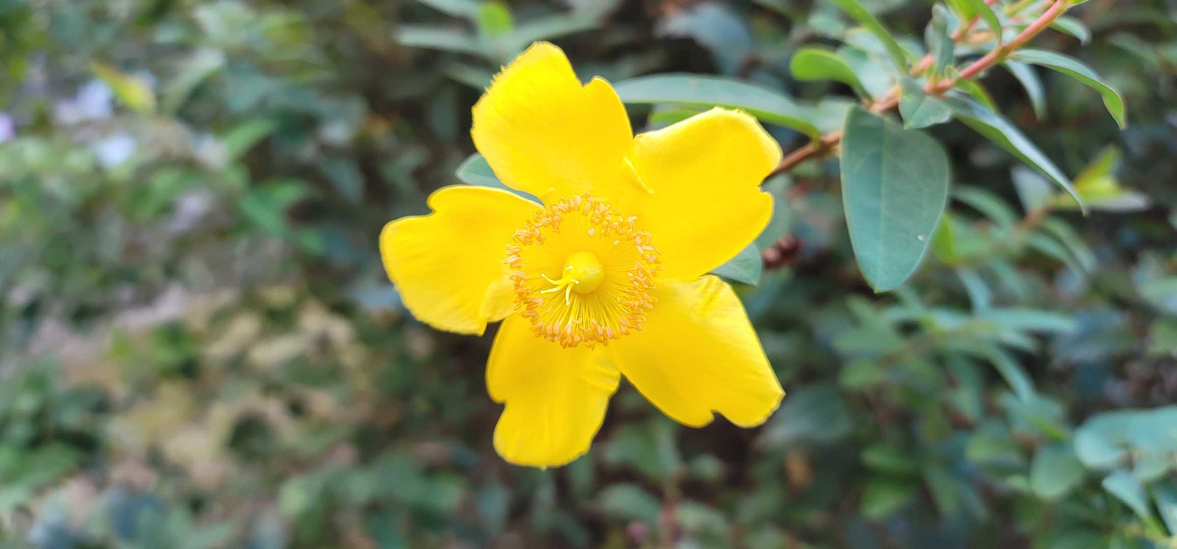 途中にあった一輪の黄色の花