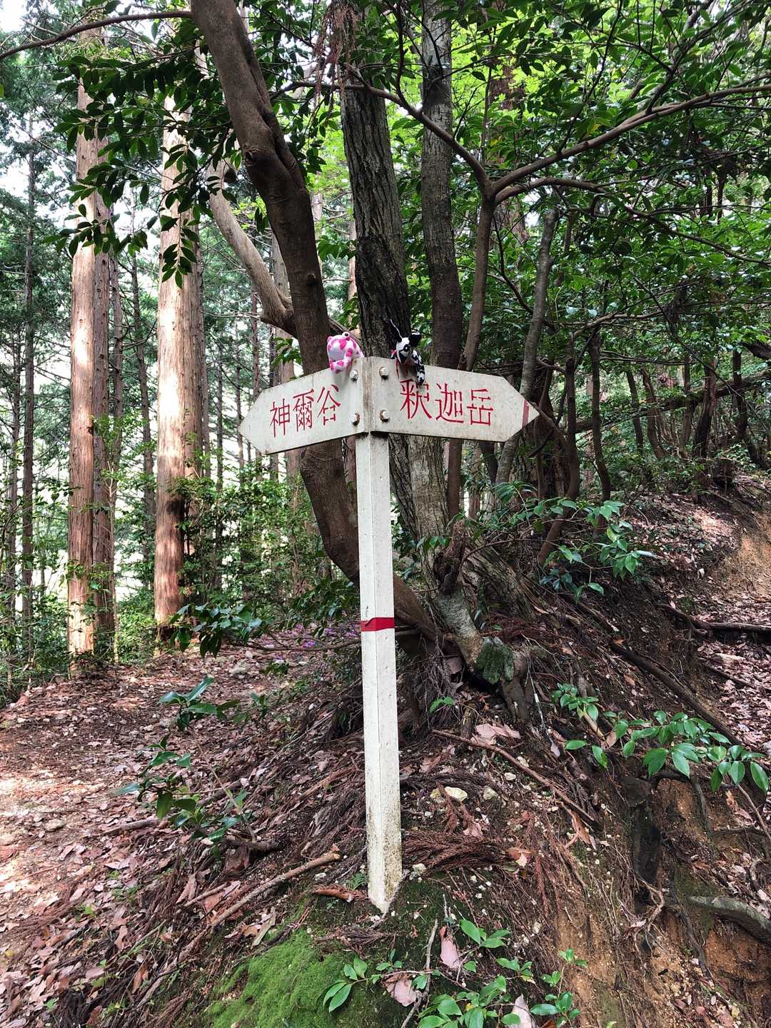 右側の「釈迦だけ」に向かいます。左は難路だそうですよ。