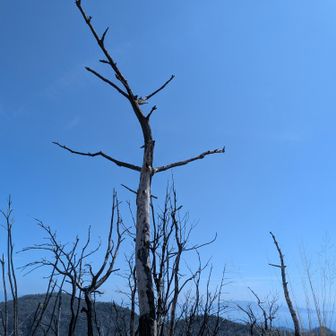 剣山　てっぺんの木