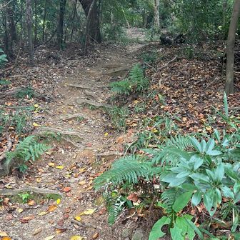 神社裏側の登山口が分からなかった。
グルグル回って

こんな感じ、歩きやすい。
ルートもはっきりしています。