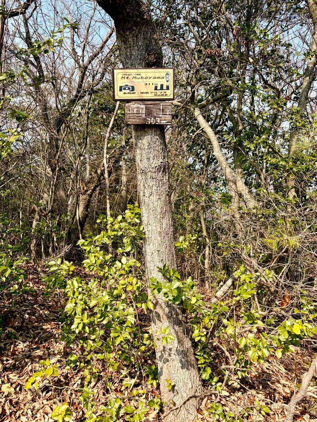 ⛰️向山311m山頂！