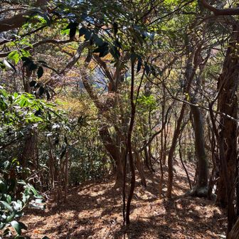 少し歩くと歩きやすくなりますが、浅い薮は何度かありました