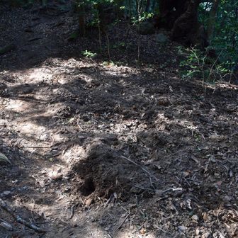 🐗さんの🛀かな？