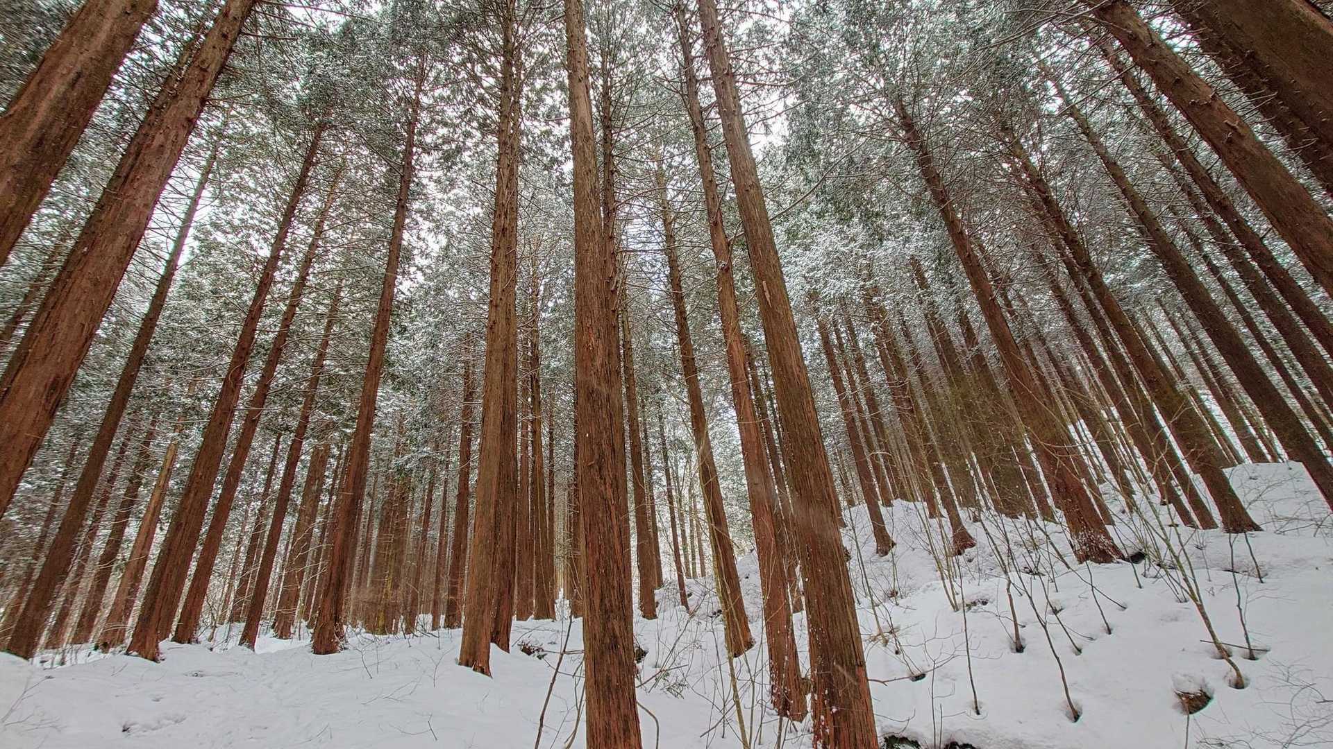 整然と並ぶ杉の森が長〜く続きます🌲🌲🌲