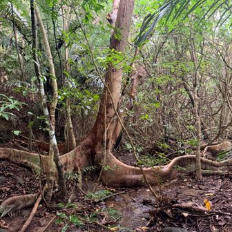 ジャングル⁉️😅😅